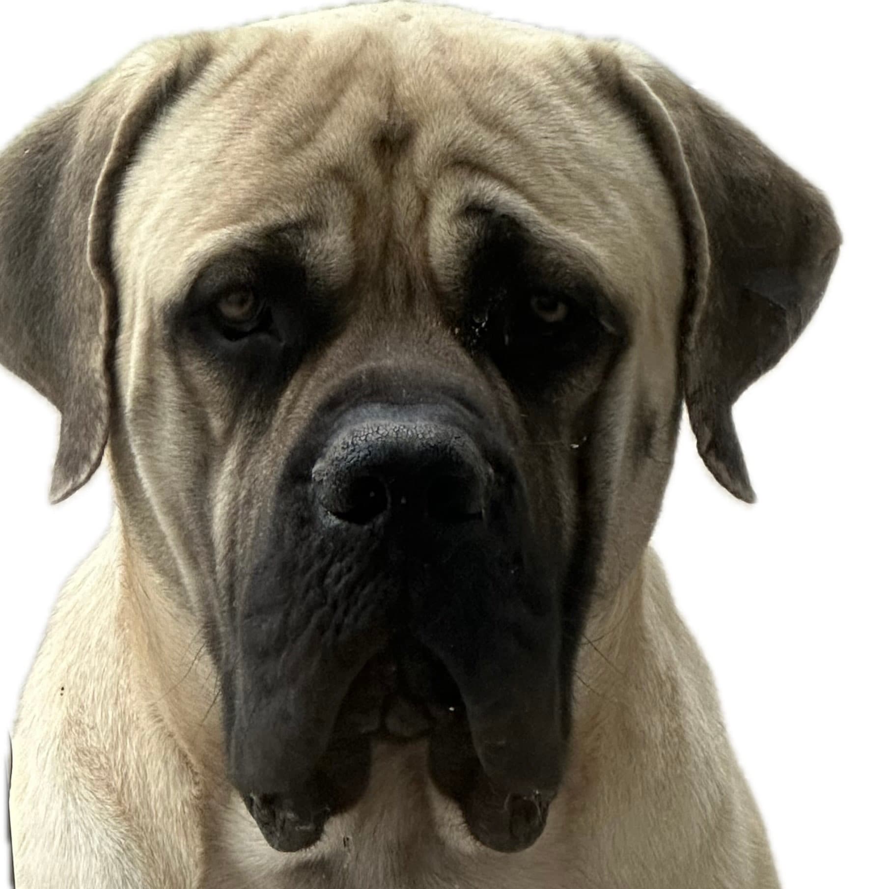 Goose the English Mastiff at Ganymede Farm