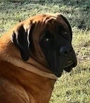 Poppy the English Mastiff at Ganymede Farm
