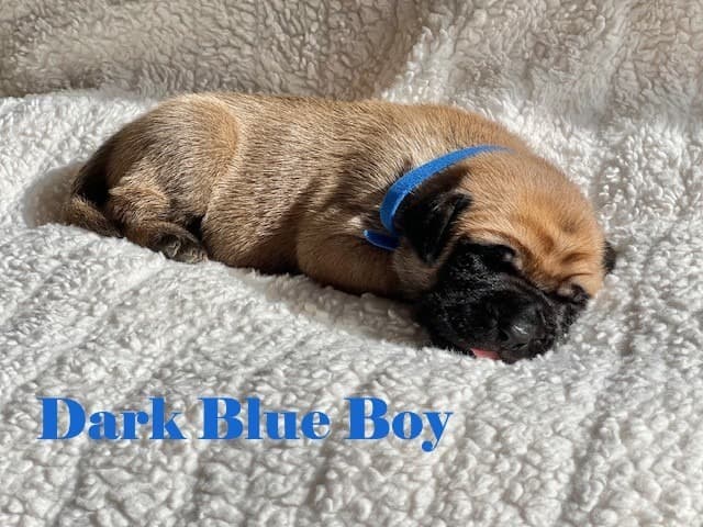 Blue Boy