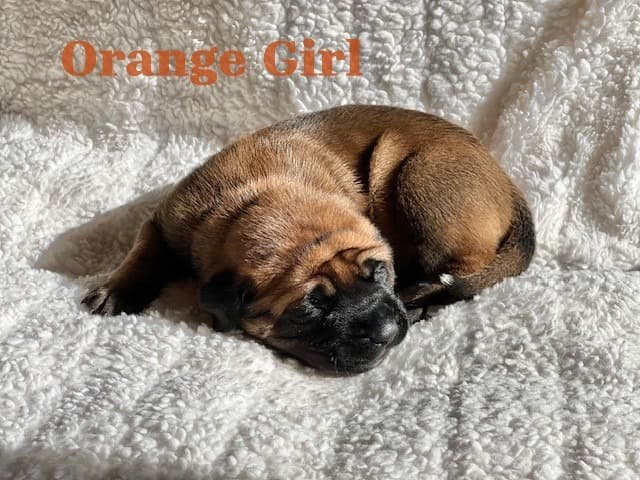 Orange Girl